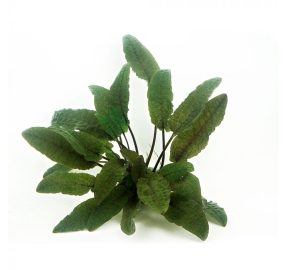 Cryptocoryne wendtii 'Brown'_2