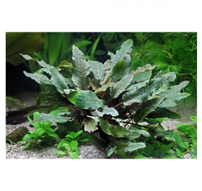 Cryptocoryne wendtii 'Brown'_3