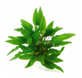 Cryptocoryne wendtii Green