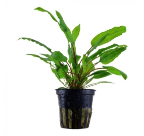 Cryptocoryne wendtii ''green''_1
