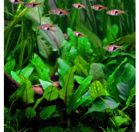 Cryptocoryne wendtii ''green''_2