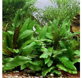 Cryptocoryne wendtii ''green''_4
