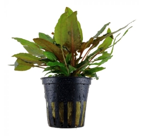 Cryptocoryne wendtii 'Tropica'_1