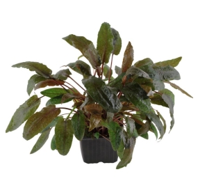 Cryptocoryne wendtii