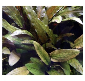 Cryptocoryne wendtii_1