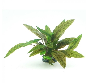 Cryptocoryne x purpurea