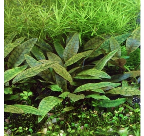 Cryptocoryne x purpurea_2