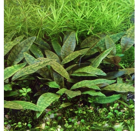 Cryptocoryne x purpurea_3