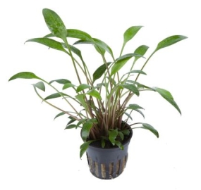 Cryptocoryne x willisii