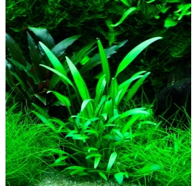Cryptocoryne x willisii_1