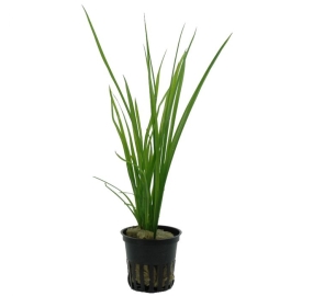 Cyperus helferi_1