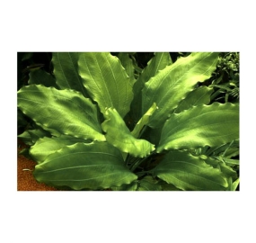 Echinodorus aquartica_2