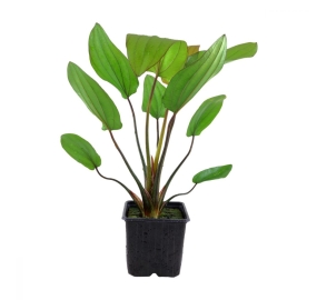 Echinodorus 'Barthii'