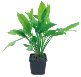 Echinodorus bleheri_1