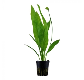 Echinodorus bleheri_1