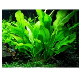 Echinodorus bleheri_4