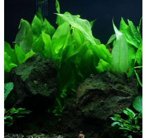 Echinodorus bleheri_3