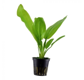 Echinodorus cordifolius ssp. fluitans_1