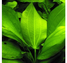 Echinodorus cordifolius ssp. fluitans_2