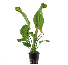 Echinodorus Ozelot Green