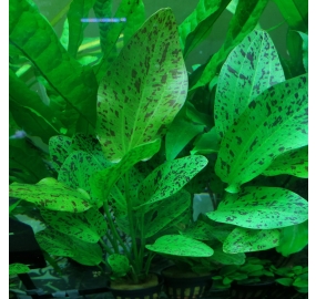 Echinodorus Ozelot Green_2