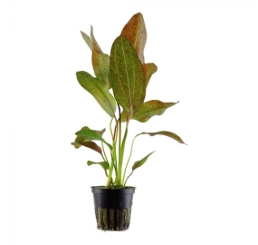 Echinodorus Ozelot_1