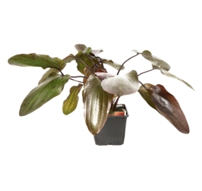 Echinodorus 'Ozelot'_1
