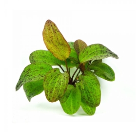 Echinodorus Ozelot_1