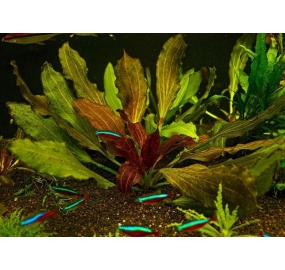 Echinodorus Ozelot