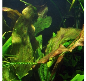 Echinodorus Ozelot_5