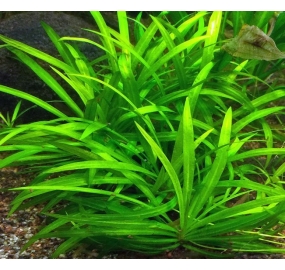 Echinodorus quadricostatus
