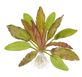 Echinodorus Red Diamond_2