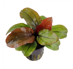 Echinodorus Reni_1