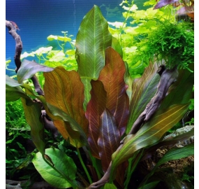 Echinodorus Reni_2