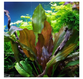 Echinodorus Reni_3