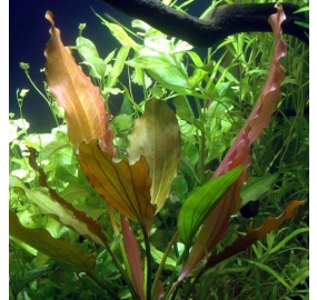 Echinodorus 'Rose' _2