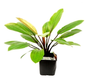Echinodorus 'Rosé'_2