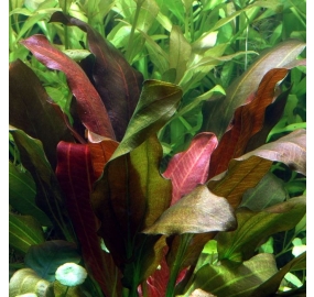 Echinodorus x barthii_2