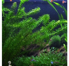 Egeria densa_4