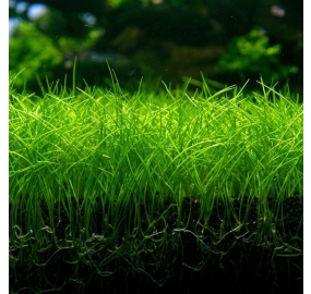 Eleocharis acicularis mini TC_2