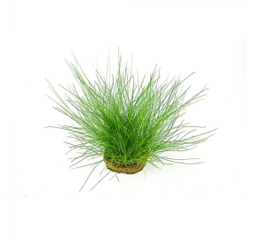 Eleocharis acicularis_1