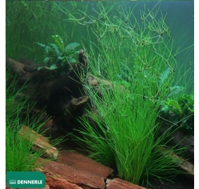 Eleocharis Vivipara_2