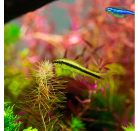Cá_Bút chì Thái_Barb - Siamese Algae Eater