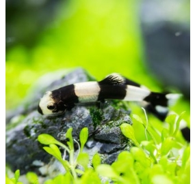 Cá_Panda loach