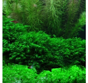 Fissidens fontanus_1