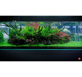 GA-TS05_Sưu tập_Những mẫu hồ đẹp