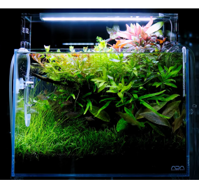 GA-TS21_Sưu tập_Những mẫu hồ đẹp