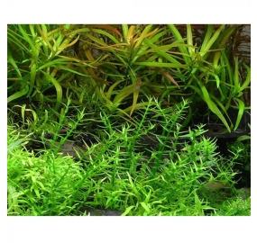 Gratiola viscidula TC_2