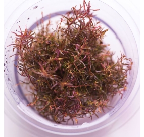 Rotala macrandra 'Red mini butterfly' _1