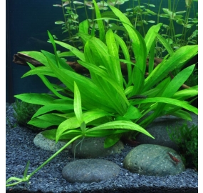 Helanthium quadricostatus_2